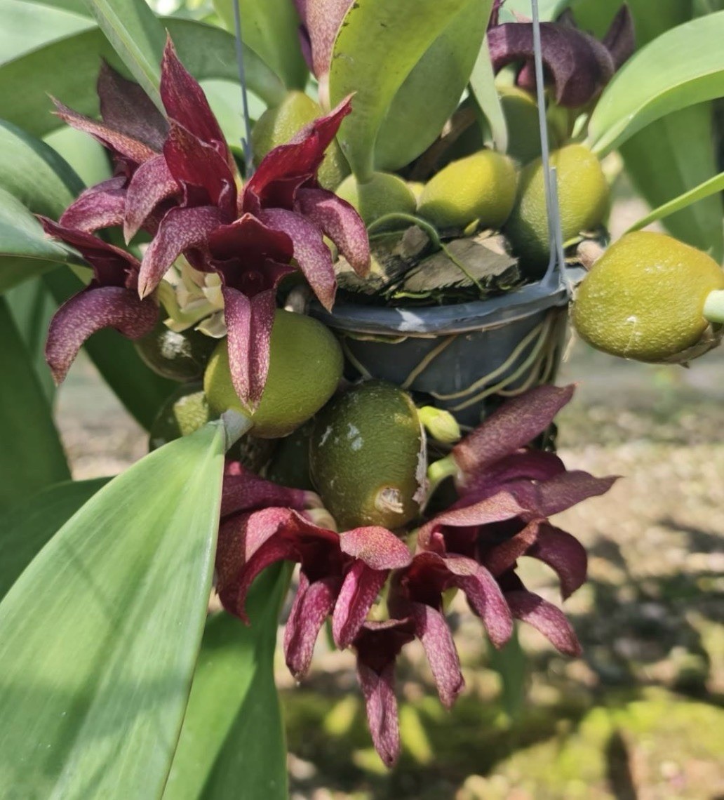 Bulbophyllum cruentum x phalaenopsis Pride of Papua Orchid Plant Blooming Size :