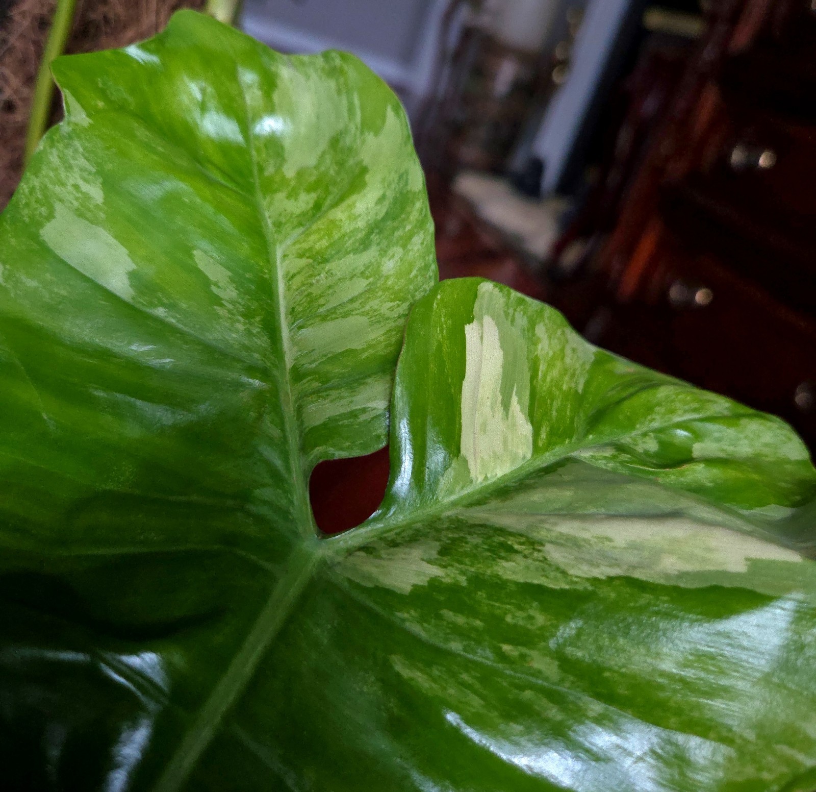 Rare XL Philodendron Florida Beauty X Paraiso Verde 28″ Wide 14″ Leaf Monstera