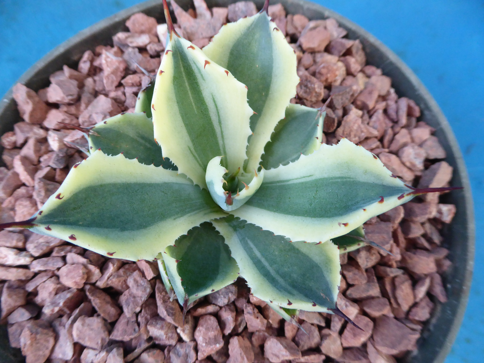Agave “Desert Diamond” Variegated Sport of “Kissho Khan” Superb Succulent! 2″-3″