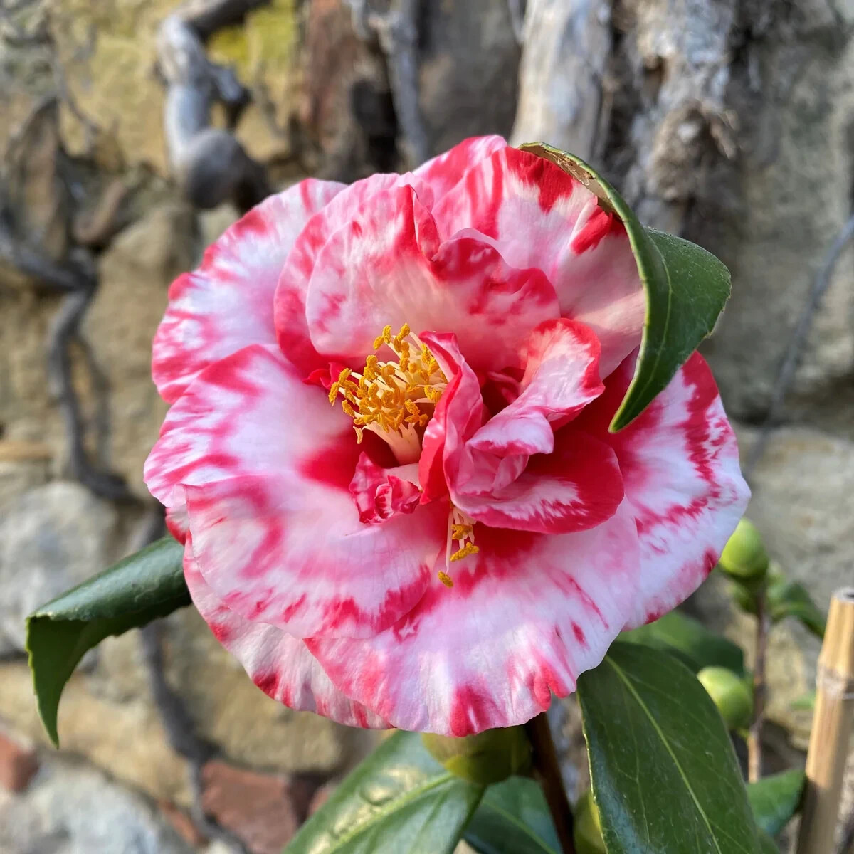 Adolphe Audusson~~Unique Bloom**Camellia Japonica-Live Starter Plant