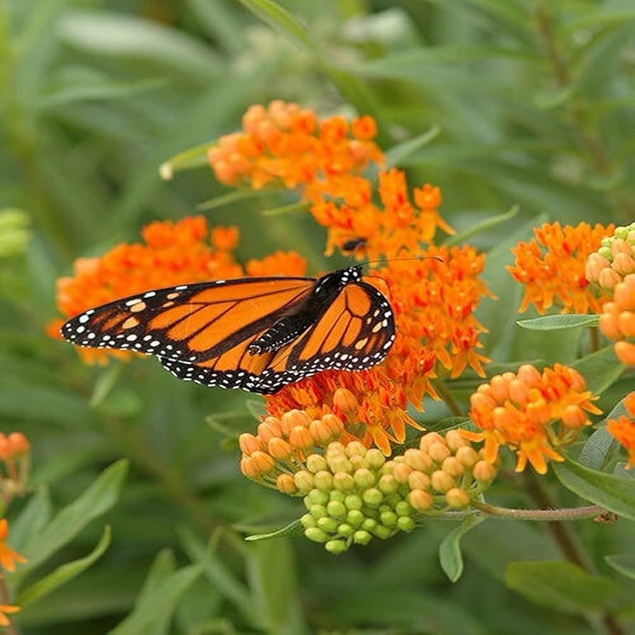 Milkweed Orange Perennial Tuberosa Monarch Butterfly Non-GMO 100 Seeds