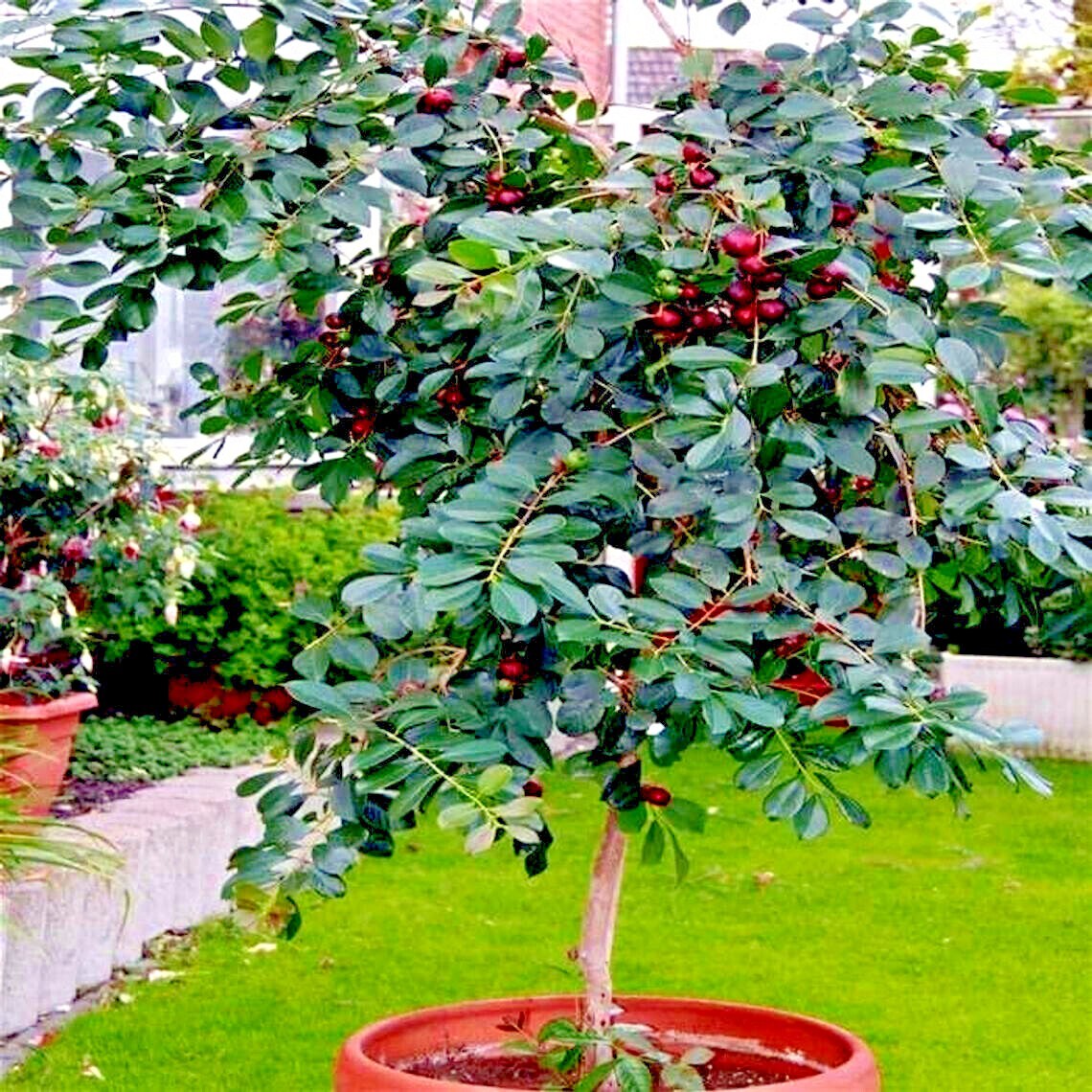 50 Strawberry Guava Tree Seeds (Psidium cattleianum) Edible Garden Fruit Plant