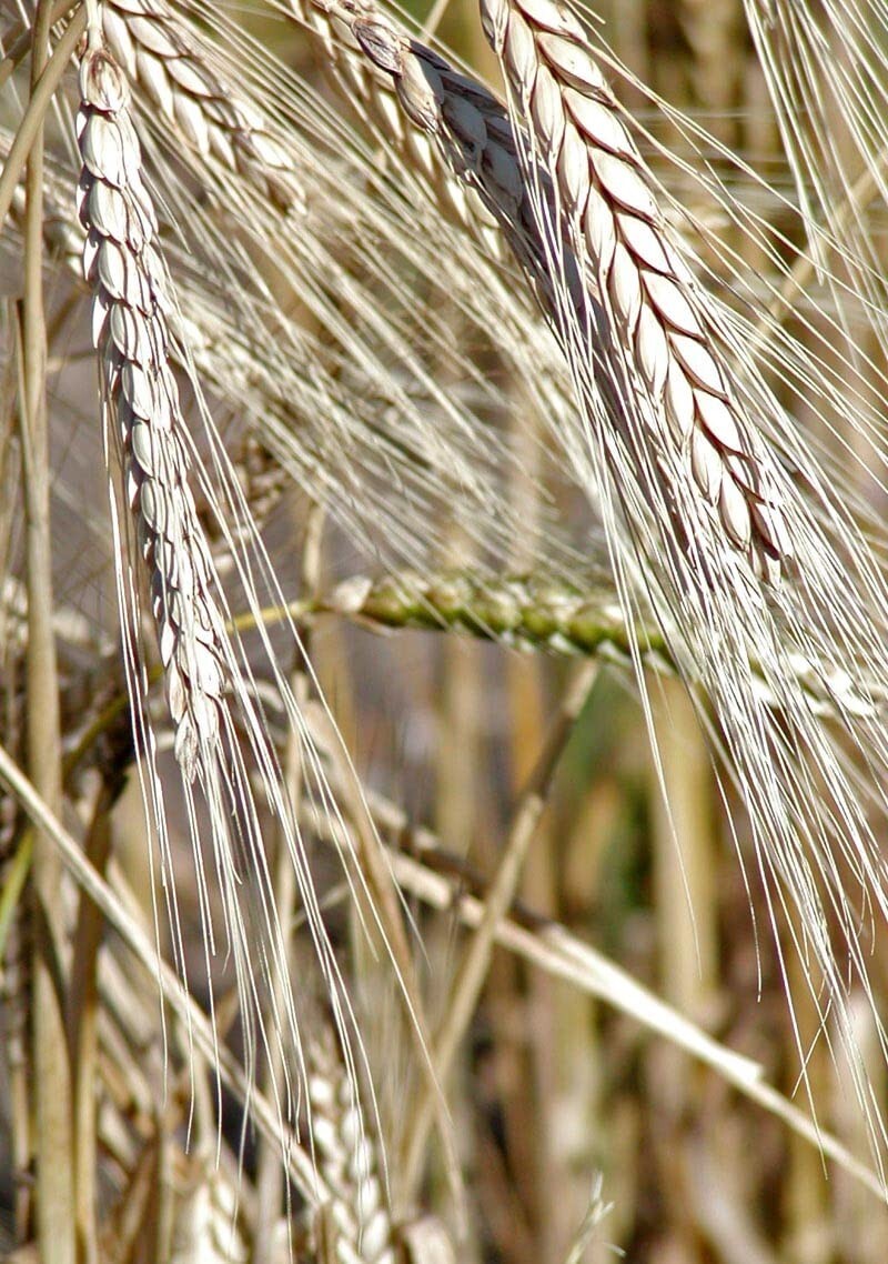 Kamut – 50 seeds – Triticum turanicum
