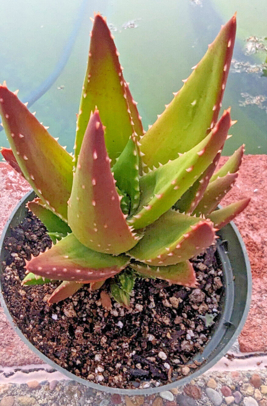 ALOE NOBILIS – GOLDEN TOOTHED ALOE – 6″ PLANT – MATURE SPECIMEN