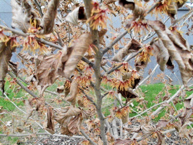 10 AUTUMN EMBERS WITCH HAZEL SEEDS – Hamamelis vernalis