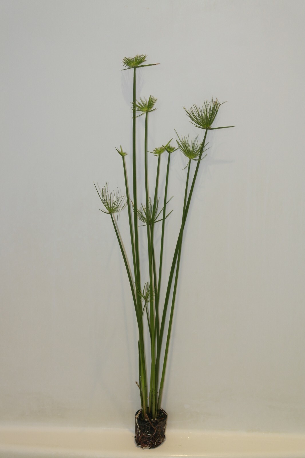 Live Dwarf Papyrus Tropical Aquatic Marginal Pond Plant