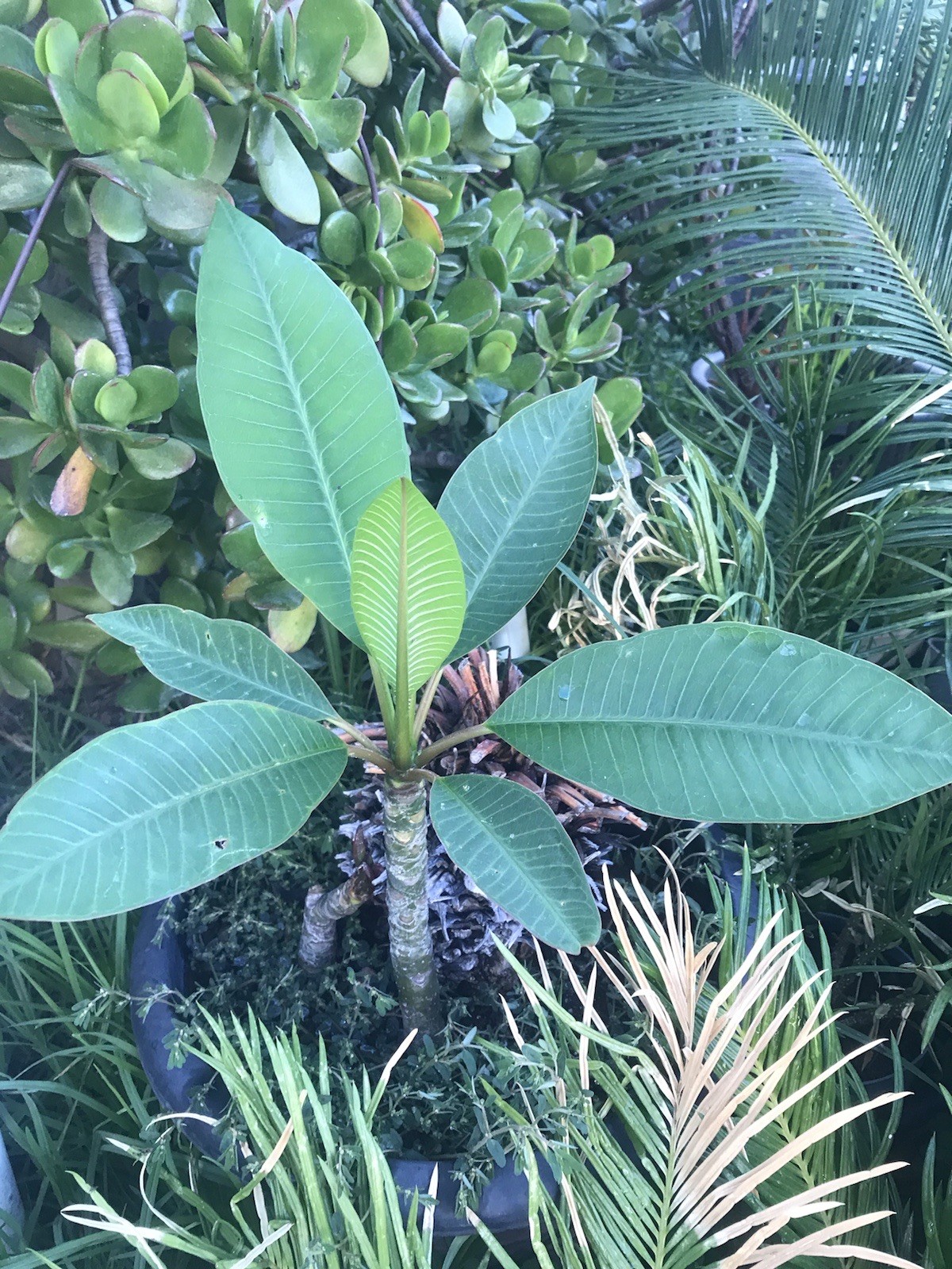 Plumeria Frangipani Fresh Cutting ~ BUY 2 GET 1 FREE !