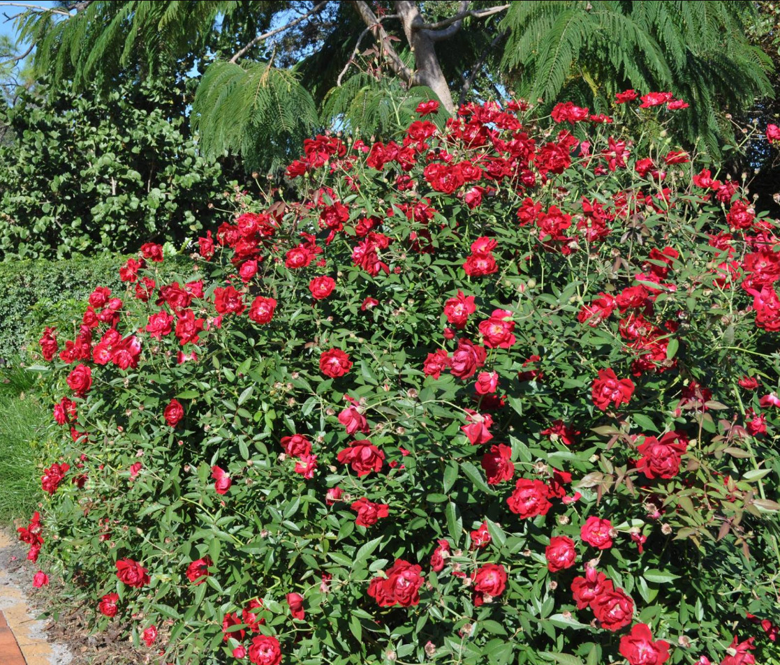 Deep Crimson Red Pink Louis Philippe Rose Live Plant 4-6″Tall 4″Pot, Ship No Pot