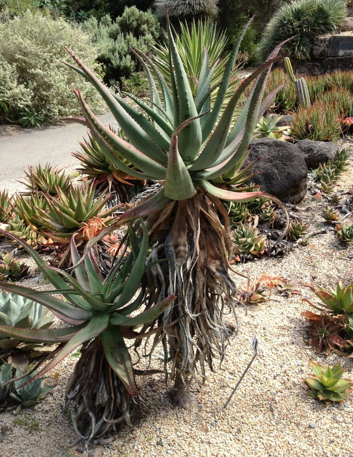 ALOE AFRICANA SEEDS – Single stem tree aloe – 10 seeds – RARE!