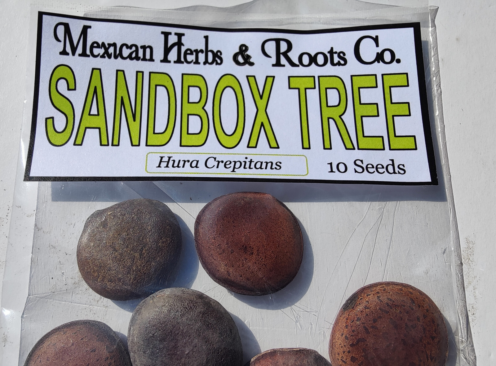 sandbox tree 10 seeds (Hura crepitans, possumwood, jabillo )