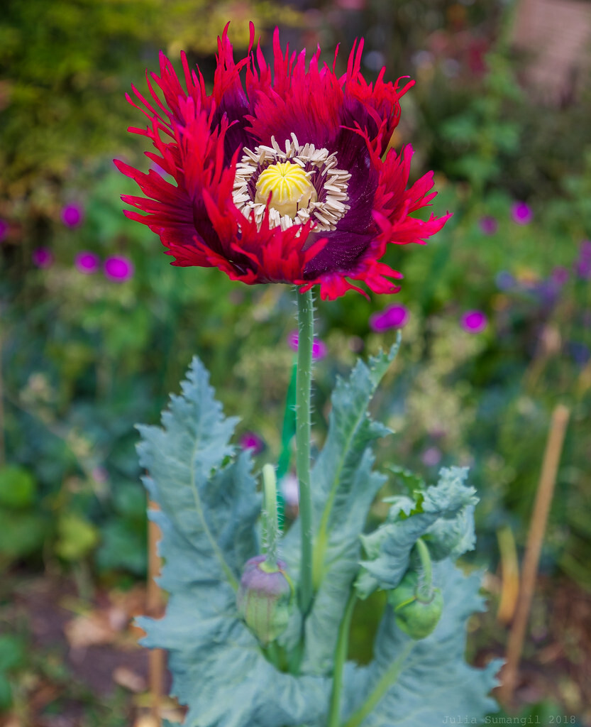 1,500 Drama Queen AKA Jimi’s Flag Poppy Seeds – P. Somniferum – Stunning Reds!