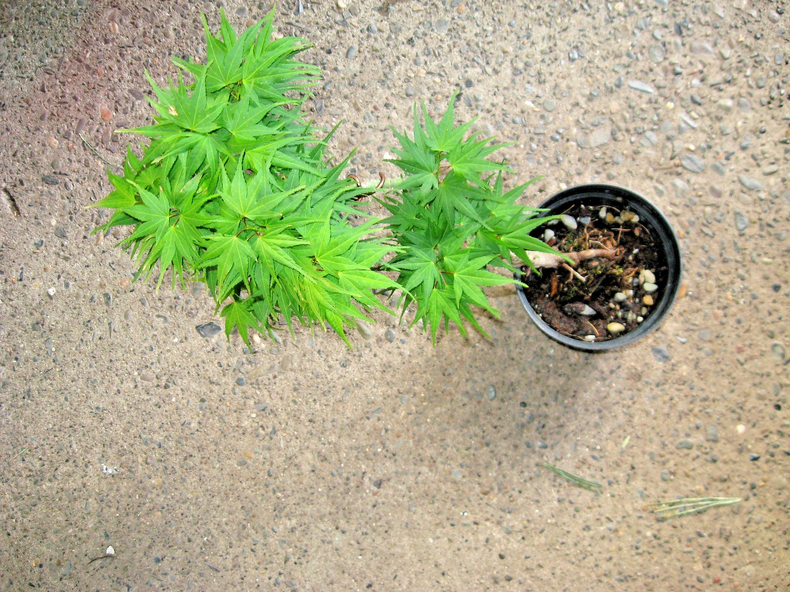BONSAI GRAFTED JANANESE MAPLE YATSUBUSA