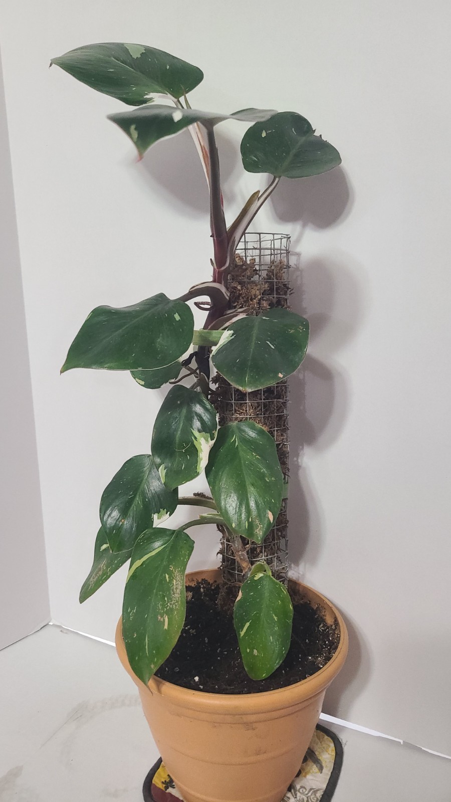 Rare Philodendron White Knight In 6in Pot With Moss Pole