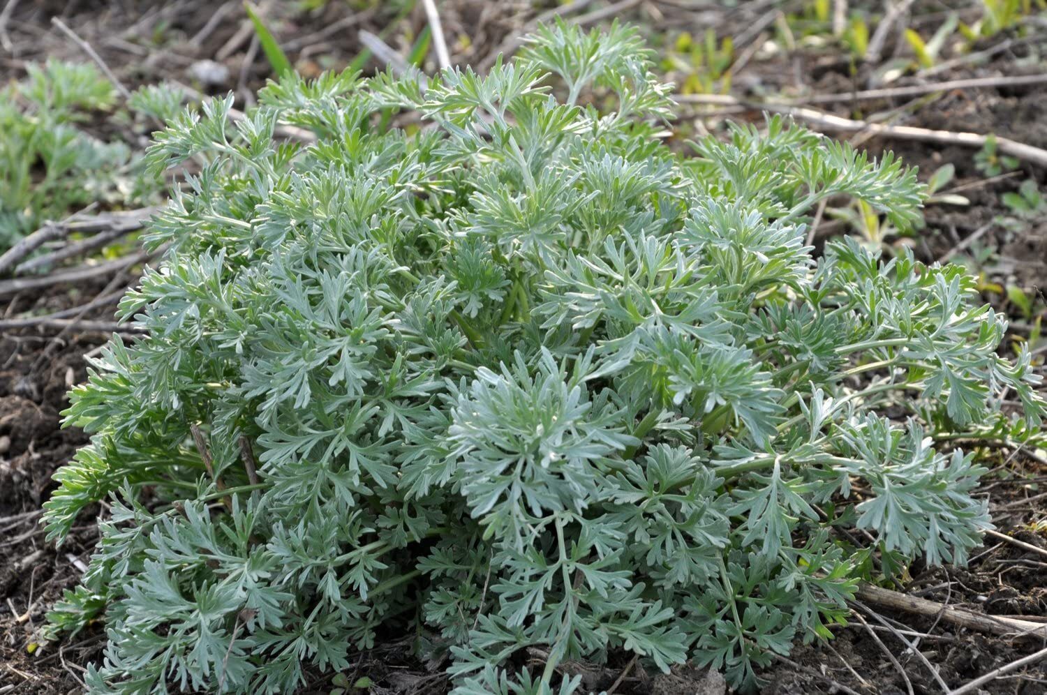 Organic Wormwood Plant, (Artemisia Absinthium) 2.5-inch Pot – Bitter Herb