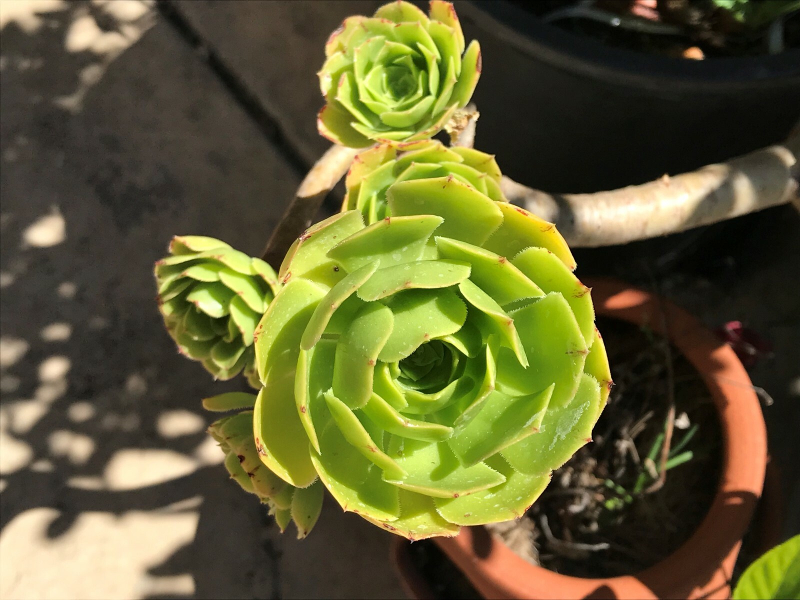 Aeonium SUCCULENTs: set of 4: size 2-3 inches each