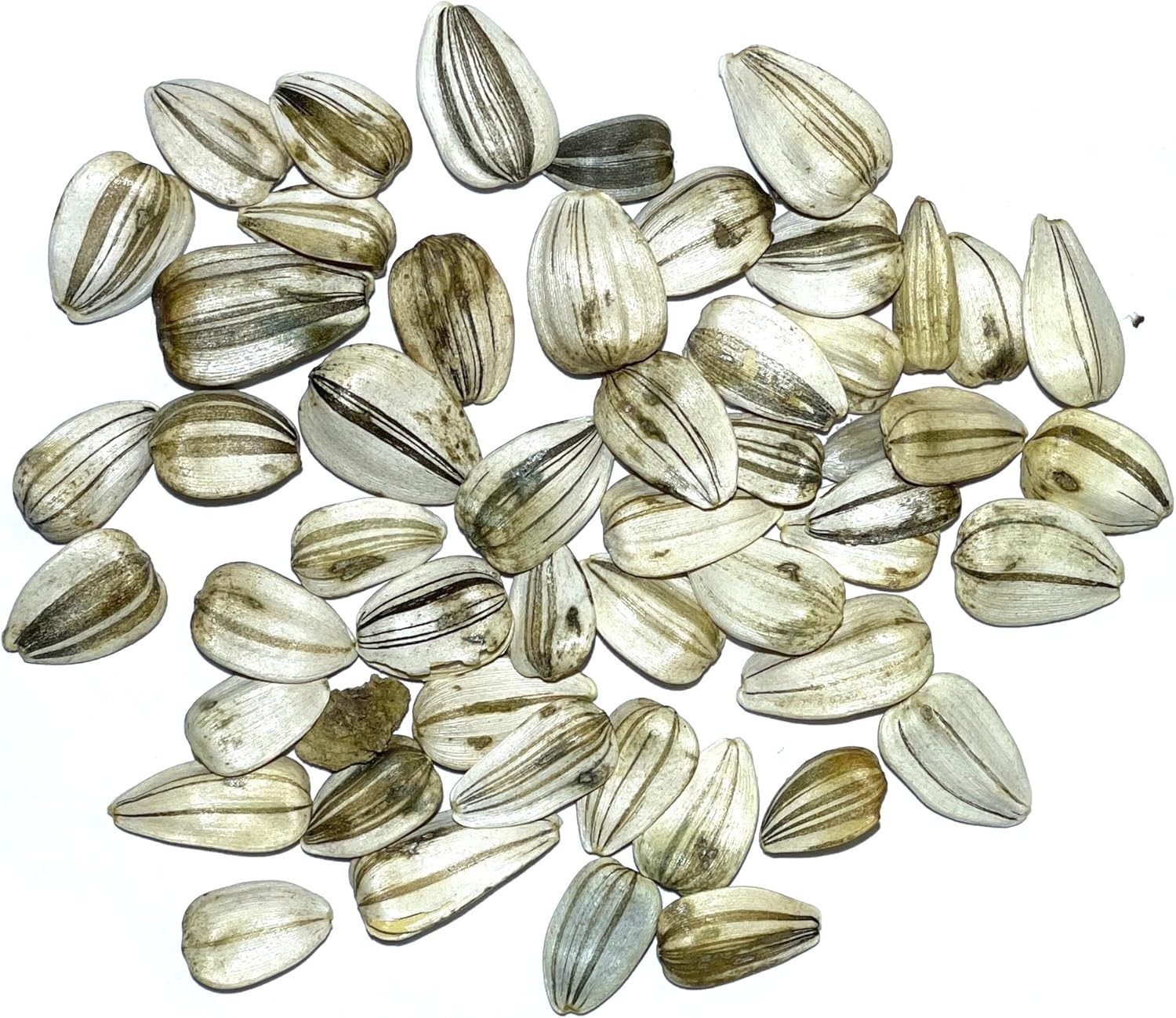 Mammoth Grey Stripe Sunflower Seeds – 50 Heirloom Seeds for a Butterfly Garden