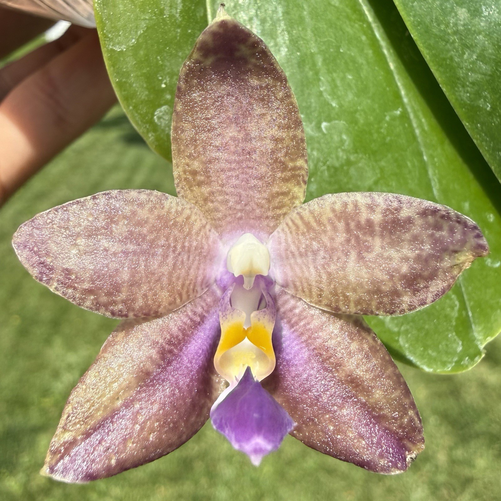 Phalaenopsis (Mainshow Blue Elf x Norman’s Blue Jennifer)
