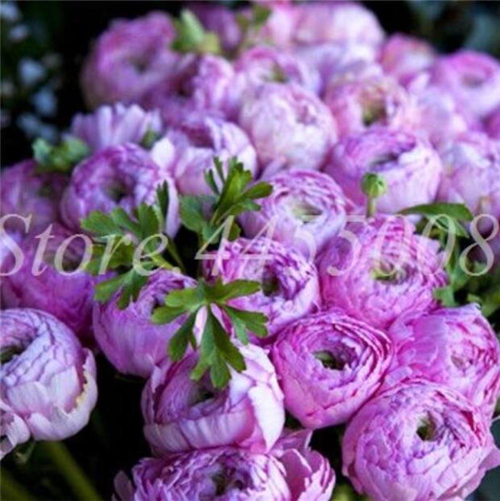 20 EXOTIC RARE PEONY SEEDS for garden flower beds plant bush USA SELLER USPS