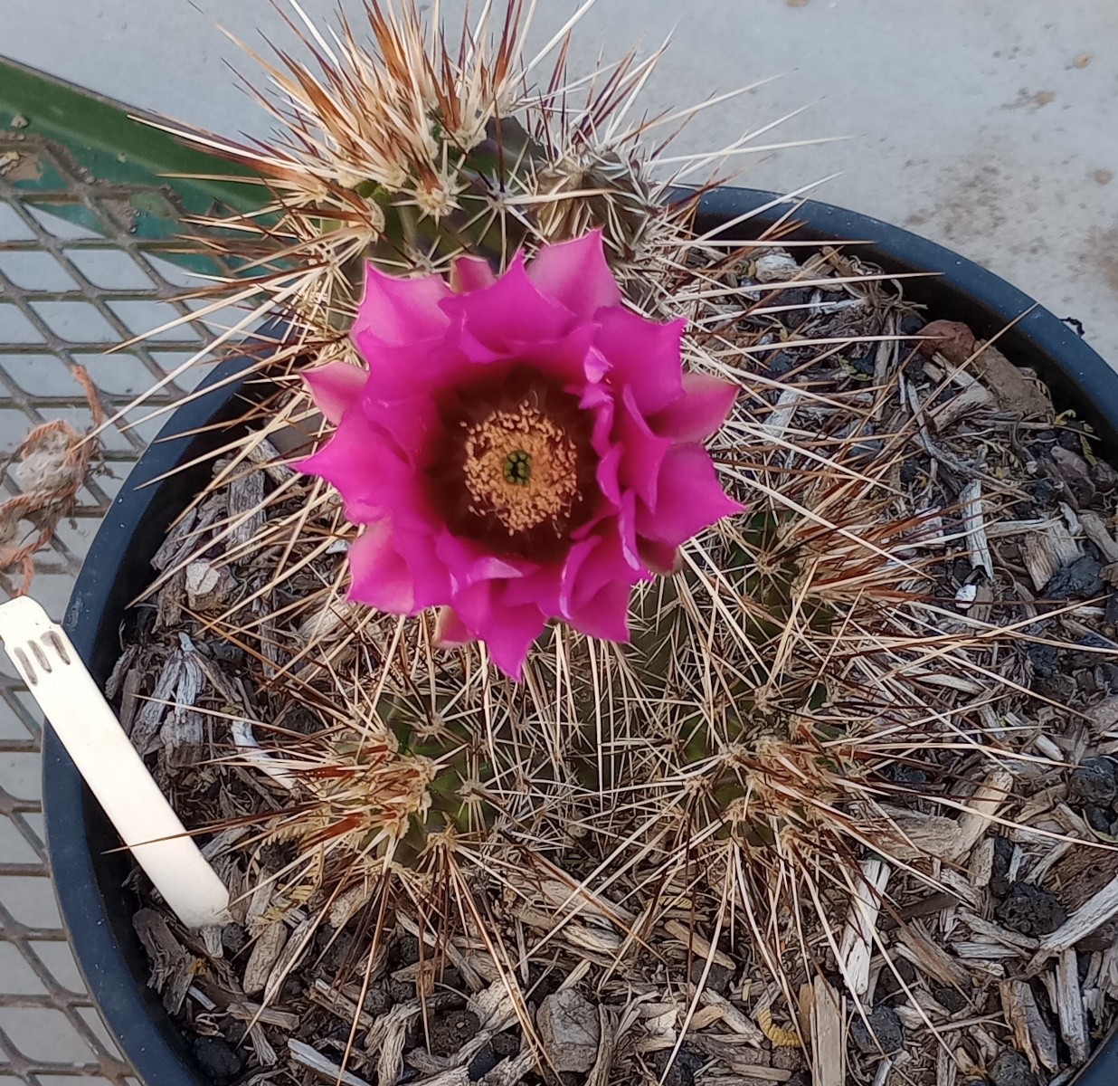Echinocereus engelmannii Hedgehog Clumping Brown Stems Magenta Flowers Full Sun