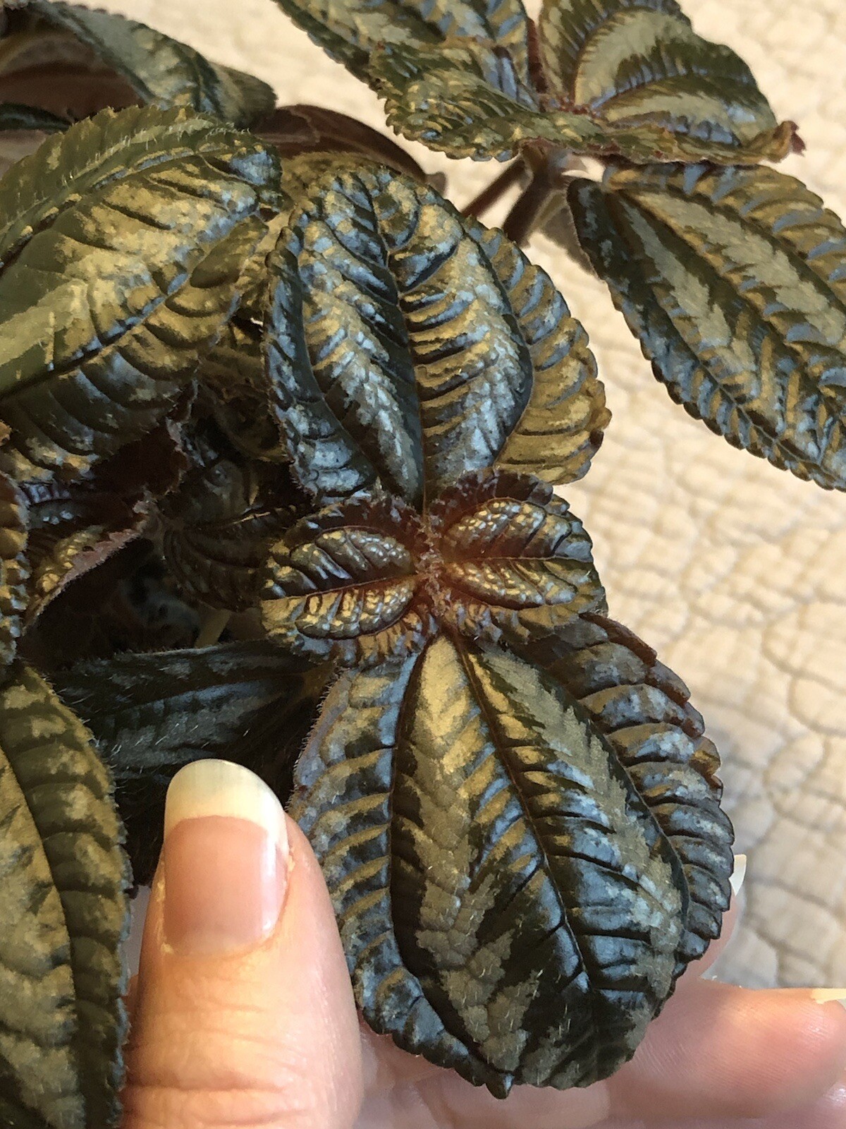 Pilea Spruceana Norfolk Terrarium Plant Cutting Plantlet Vivarium Dart Frog