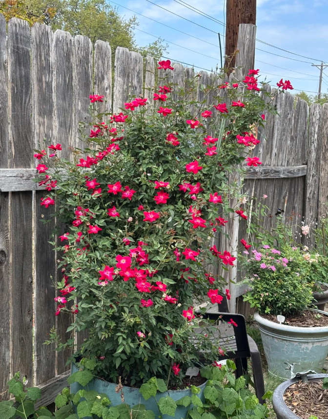 Martha Gonzales Rose Live Plant, 1 Gal, Fully Rooted Semi-Evergreen Rose Shrub