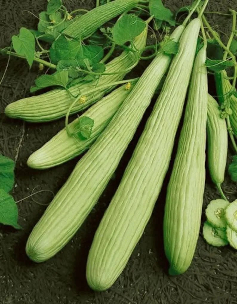 100+ Armenian Yard Long Cucumber Seeds – Non GMO – ORGANIC – HEIRLOOM — FRESH