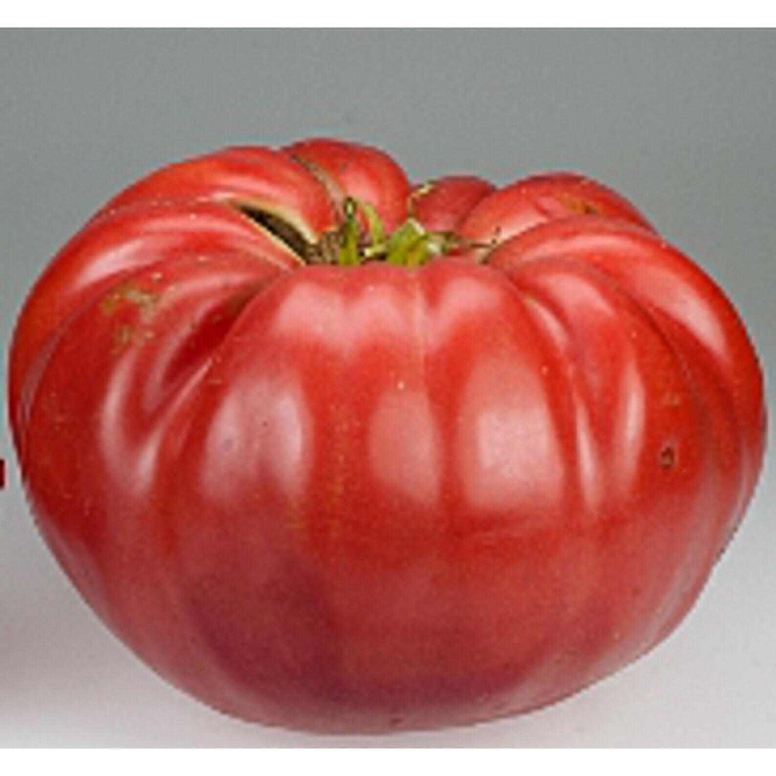 tomato, BELGIUM GIANT 5 LB heirloom 35 SEEDS! GroCo – BUY ANY 10 – SHIPS FREE