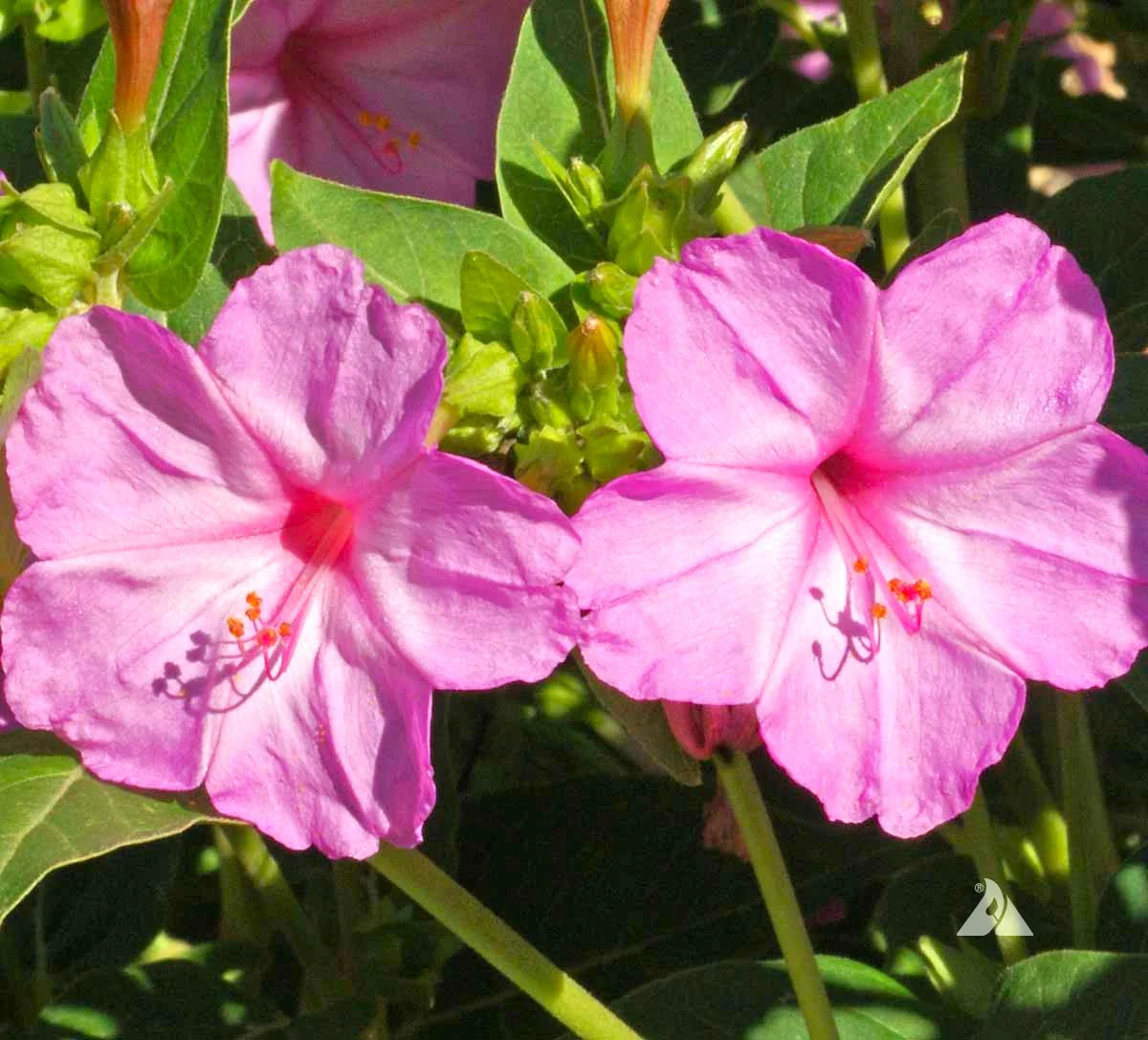 Baby Pink Four O’ Clock Seeds | Mirabilis Marvel Light Violet Flower Seed 2025