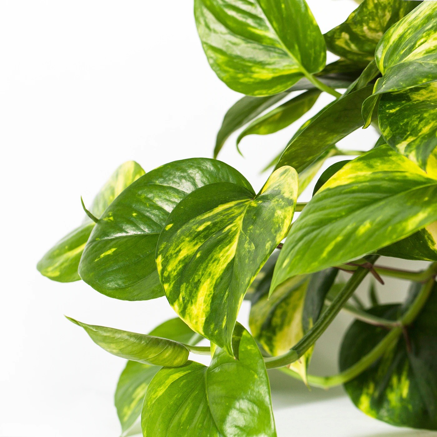 10 Pothos Fresh Unrooted Cuttings For Rooting Each Cuttings 1 Node