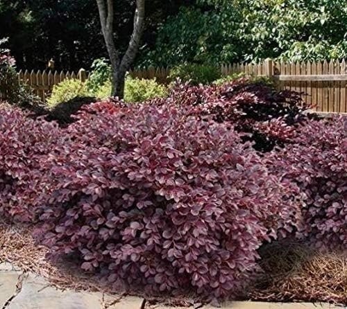 Loropetalum Ruby Compact | 3 Gallon | Loropetalum chinense | Low Maintenance