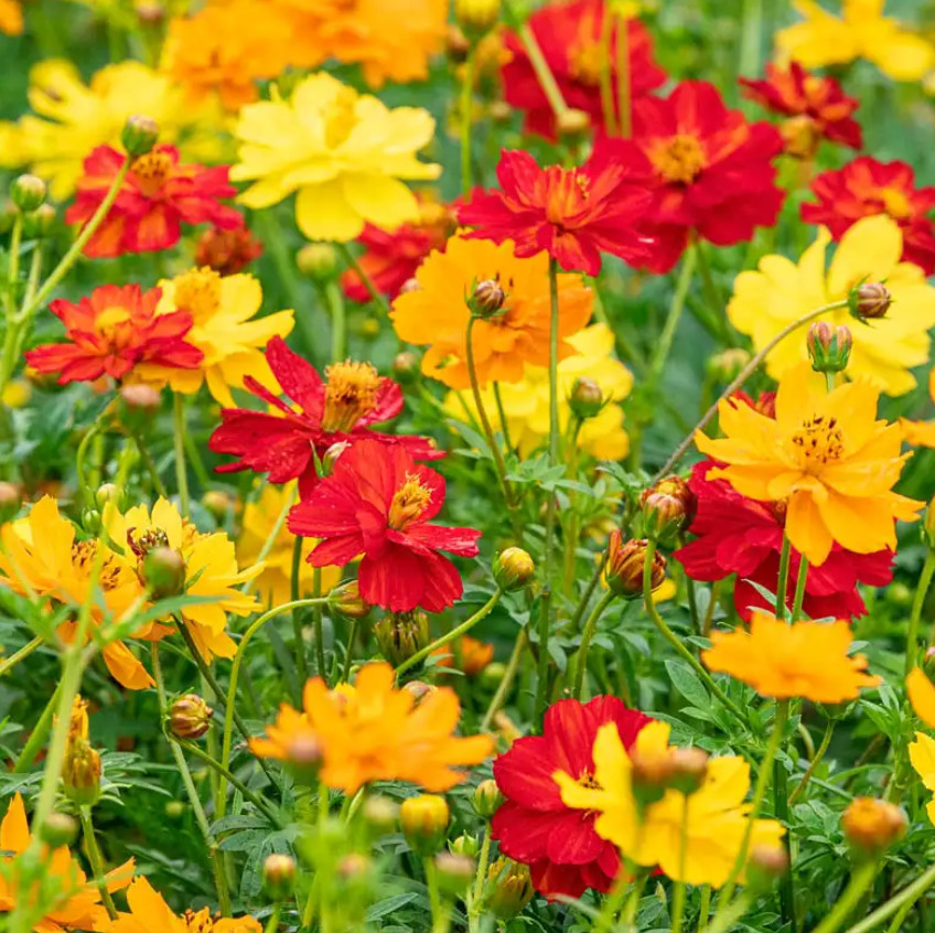 Cosmos Flower DELUXE Mix 12 Varieties Annual Summer Blooms Non-GMO 100 Seeds!