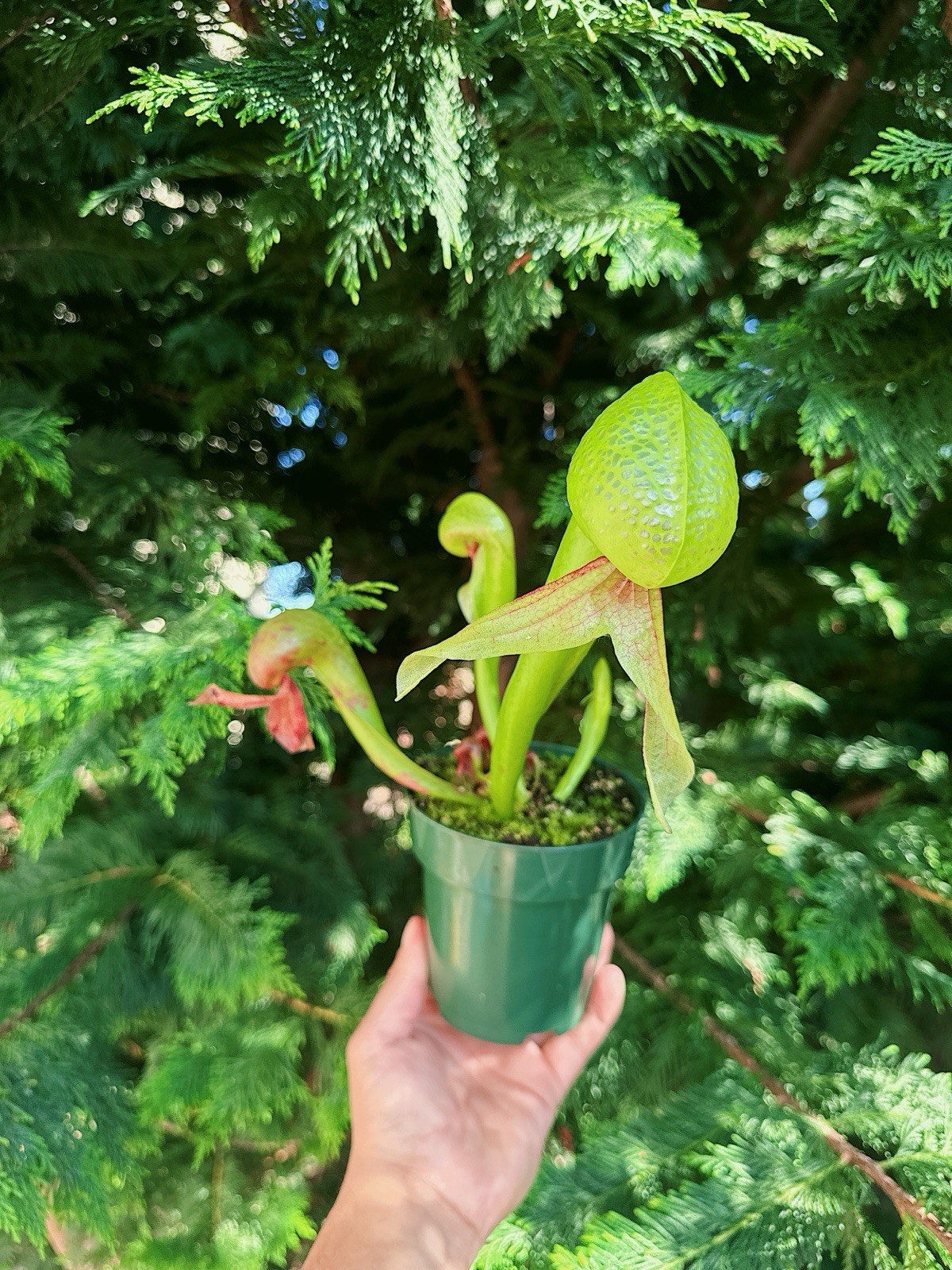 Darlingtonia Californica (Cobra Lily) – Carnivorous Plant – Tissue Culture Plant