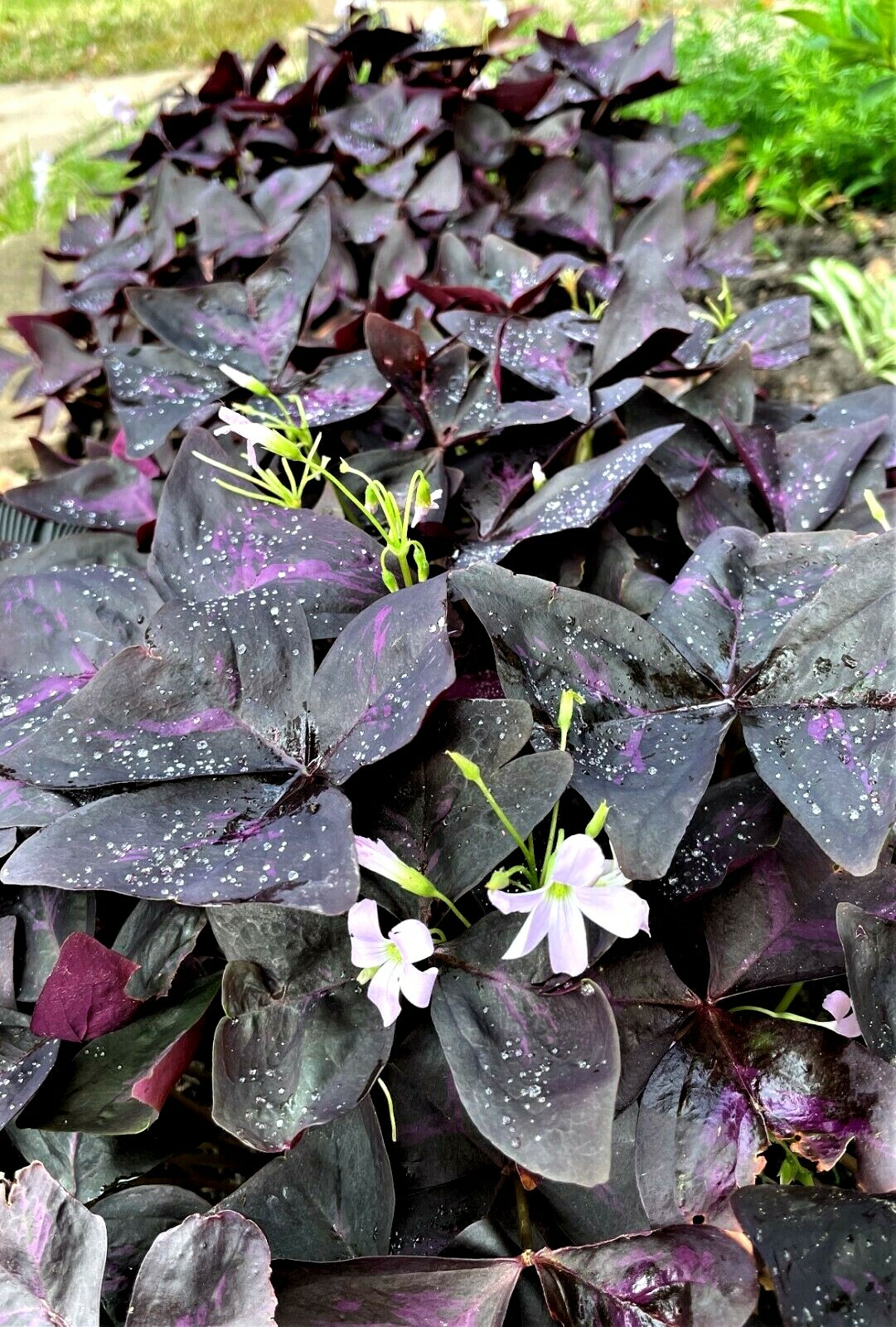16 Oxalis Triangularis Robust bulbs Purple Shamrock Plant