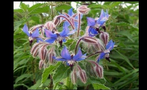 Borage 35 – 640 Seeds Starflower Tailwort Herb Bulk Native Bees pollinators