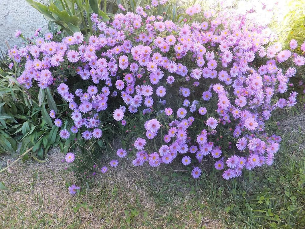 100+ New England Aster Seeds Purple Flowers Garden Planting