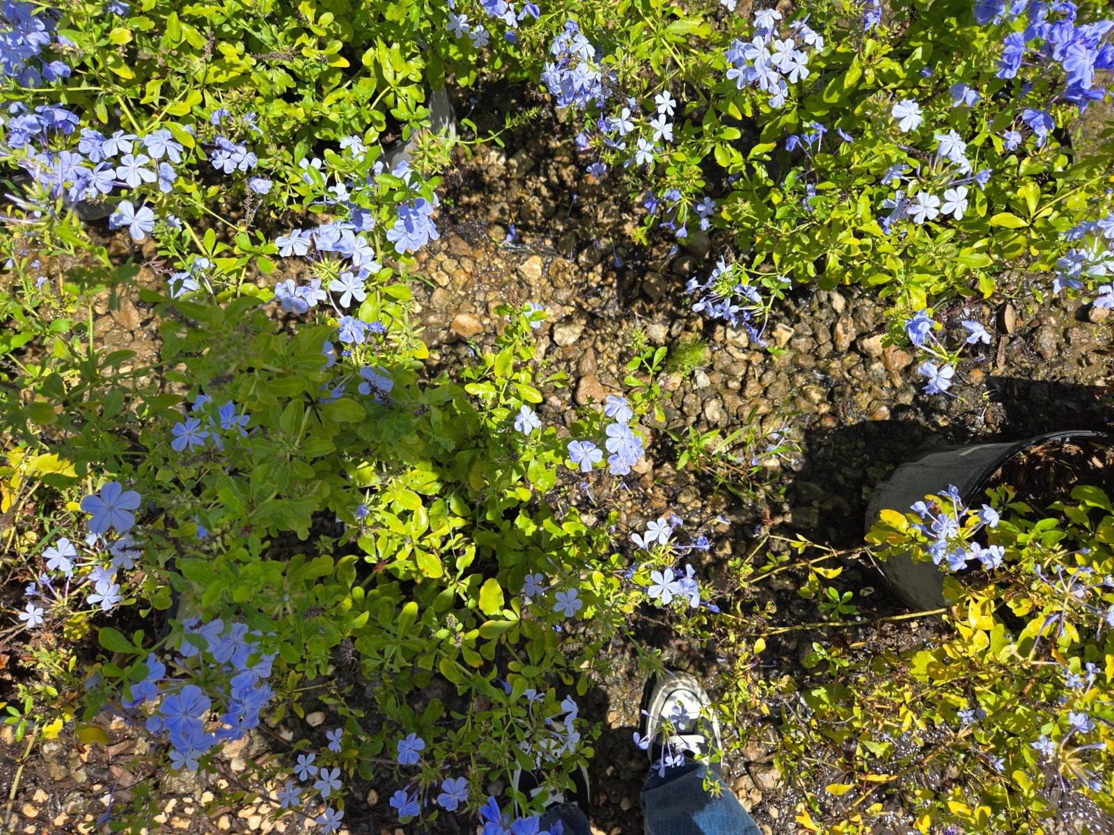 IMPERIAL BLUE PLUMBAGO STARTER LIVE PLANT 3 TO 5 INCHES TALL