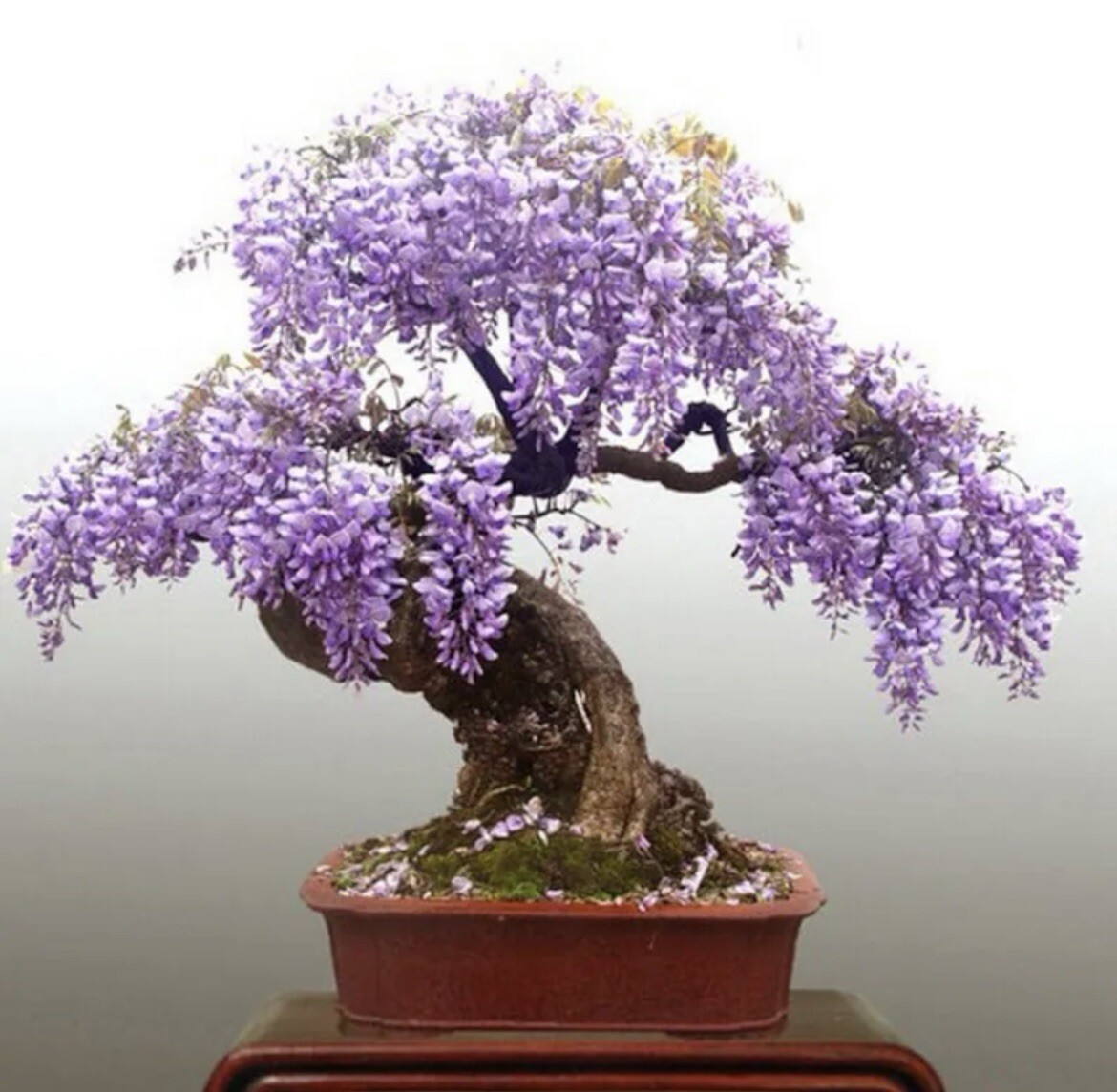 Purple Rain Wisteria Bonsai seeds, high quality seeds high germination rate