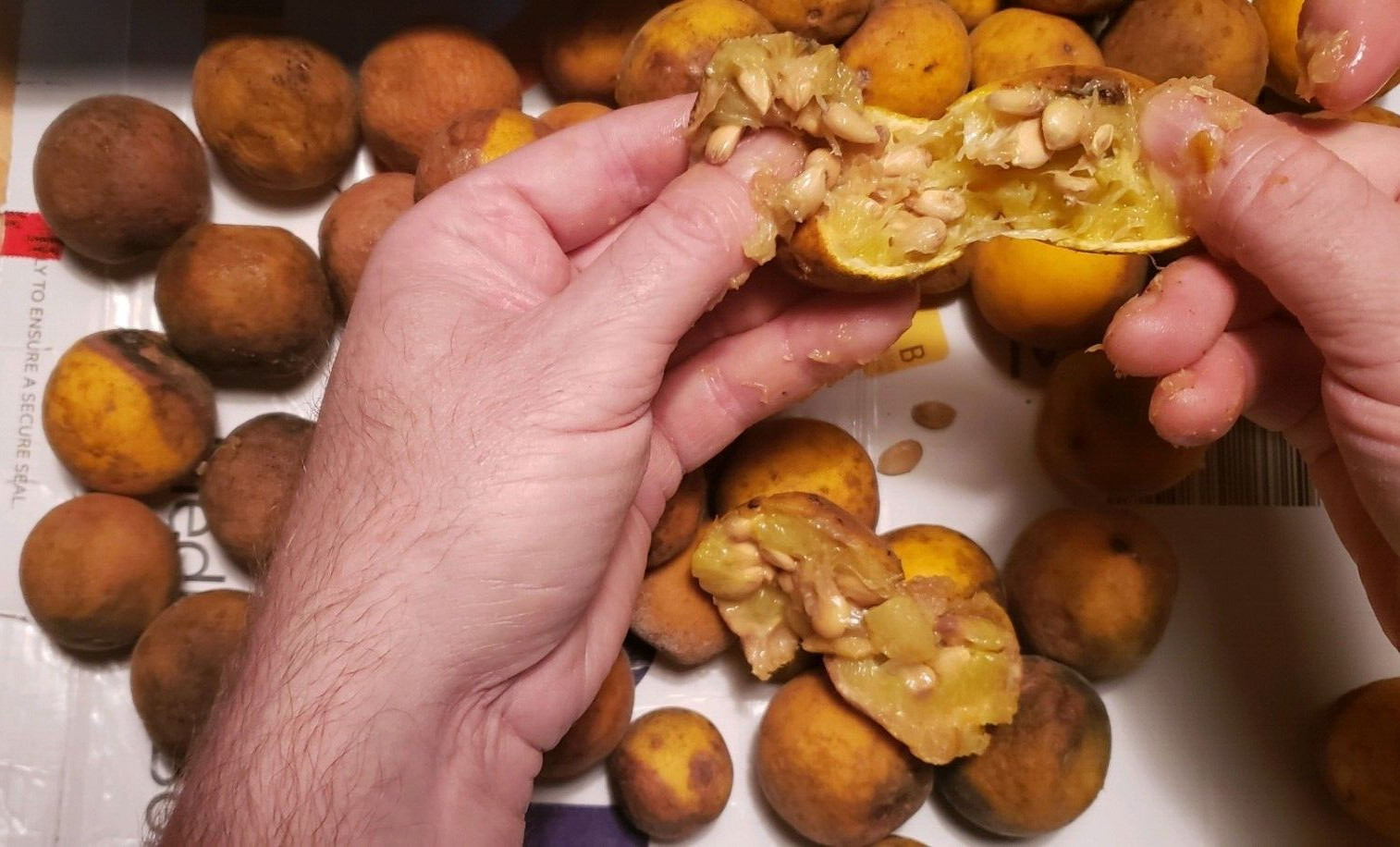Poncirus Trifoliata Flying Dragon Trifoliate Citrus 2023 HARVESTED 100+ Seeds 🍊