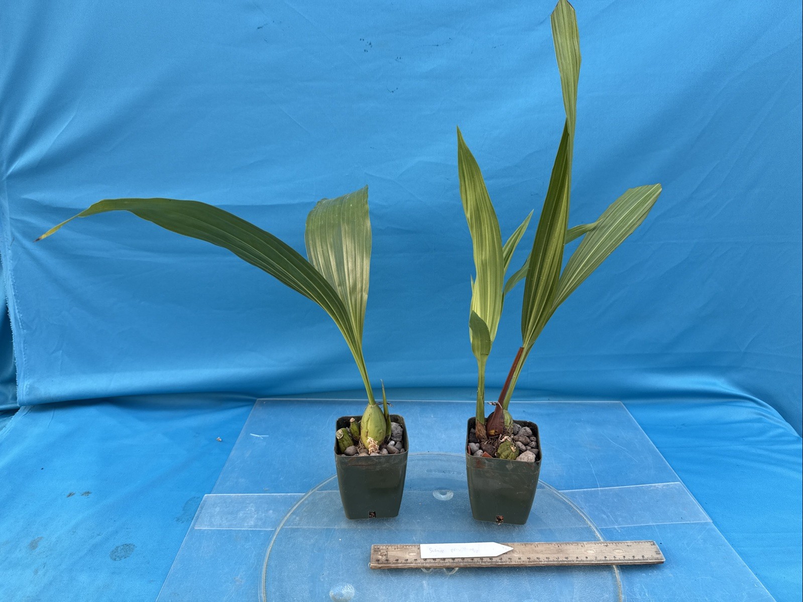 Sudamerlycaste priscilae BS Green Orange Orchid Species Tall Flowers 4” Pot