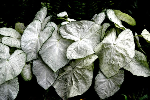 Florida Moonlight 10 Bulbs caladium from Florida Plantation