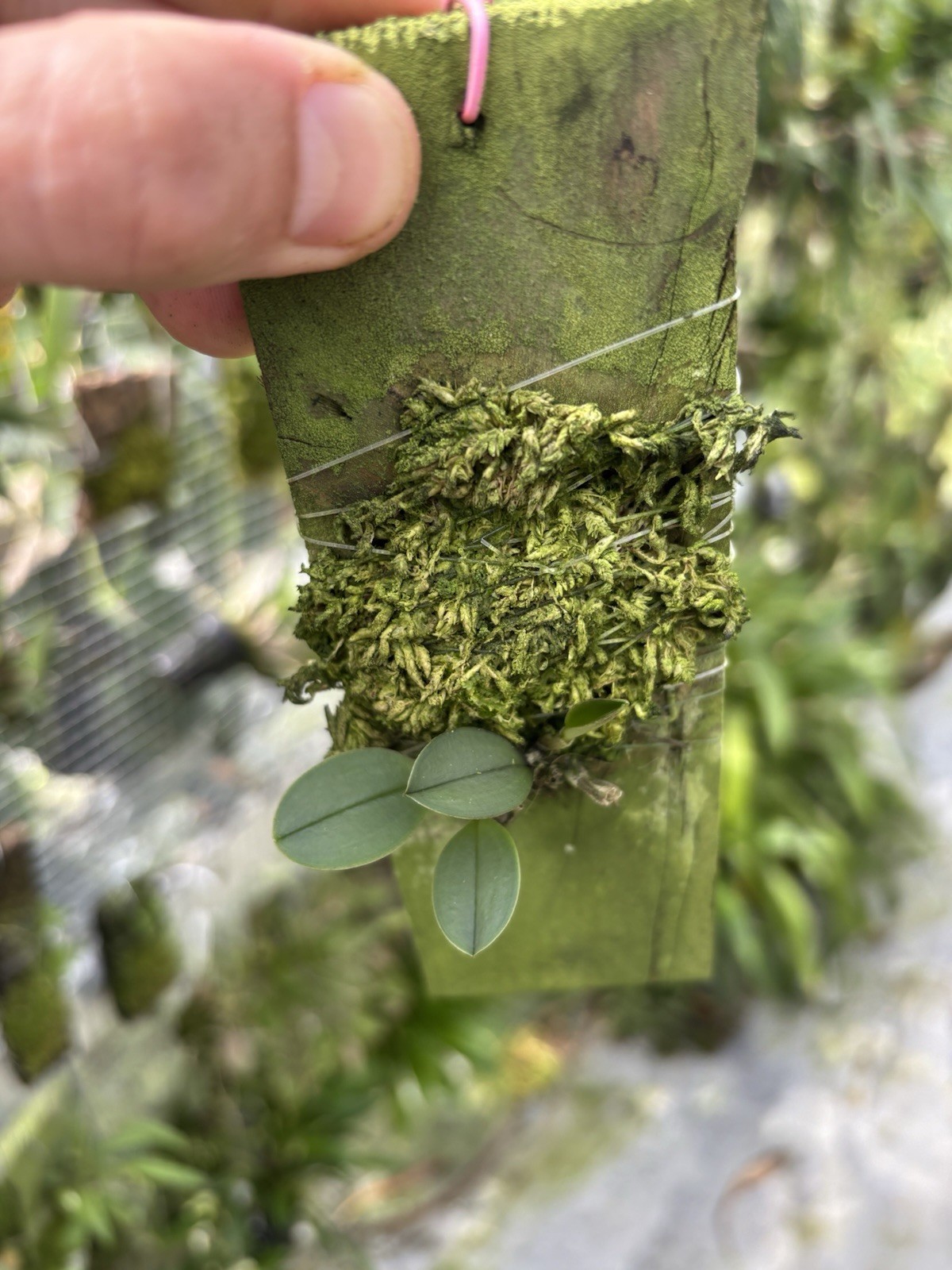 Masdevallia andreettaeana Internediate Growing Miniature Orchid Species