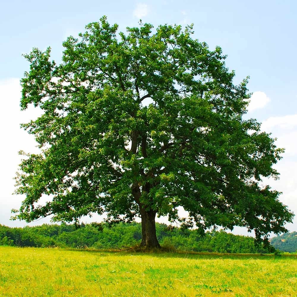 Live Red Oak Tree Seedlings 1-4 yo 6″-40″+ Tall Cold Hardy & Well Rooted Plant