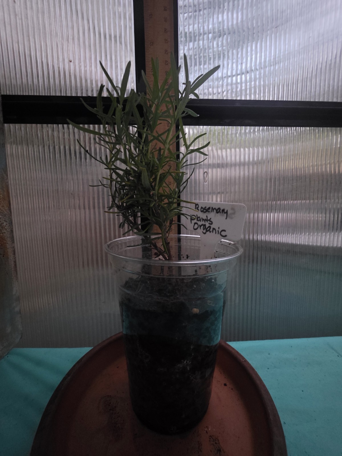 Organically Grown Rosemary plants (Plant only) size & shapes vary