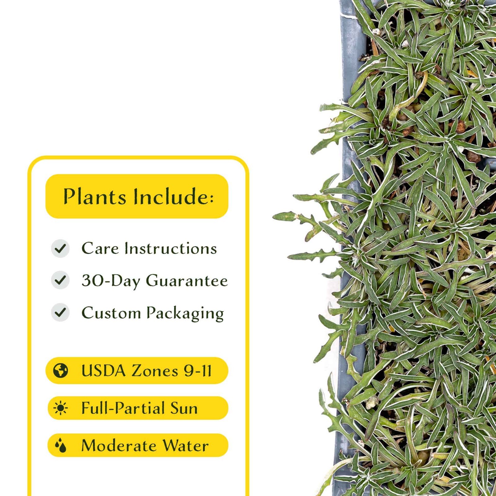 3 Silver Carpet, Live Plants in 2.5″ Cubes (Dymondia margaretae) Groundcover