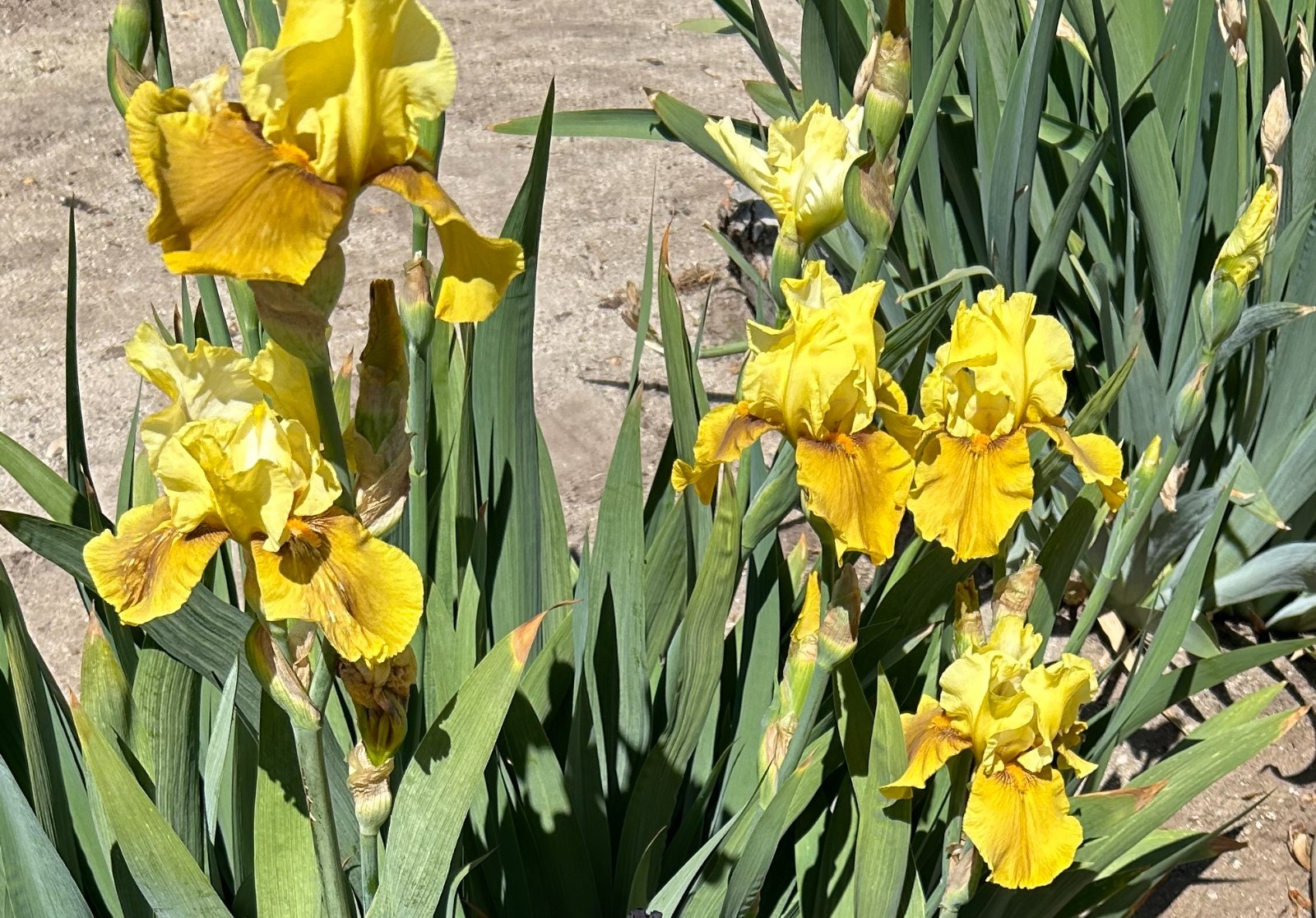 ‘Bayberry Candle’ iris rhizome + gift, combined shipping $1 each additional