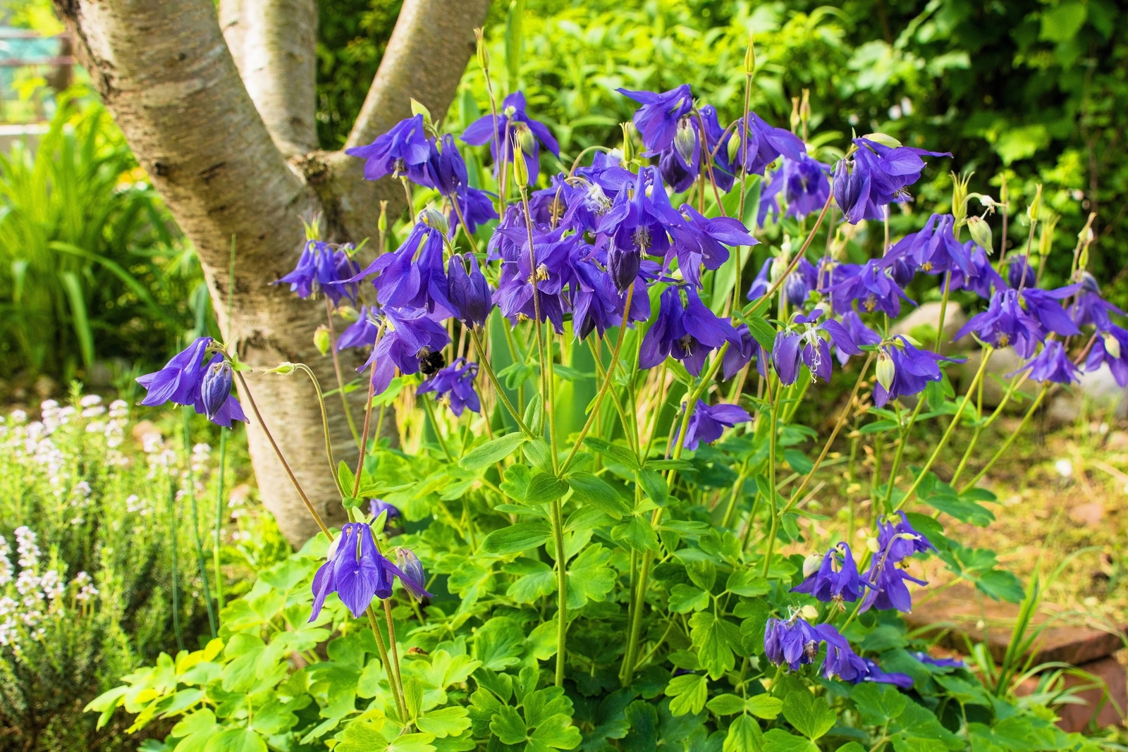 100 PURPLE COLUMBINE Aquilegia Vulgaris Flower Seeds