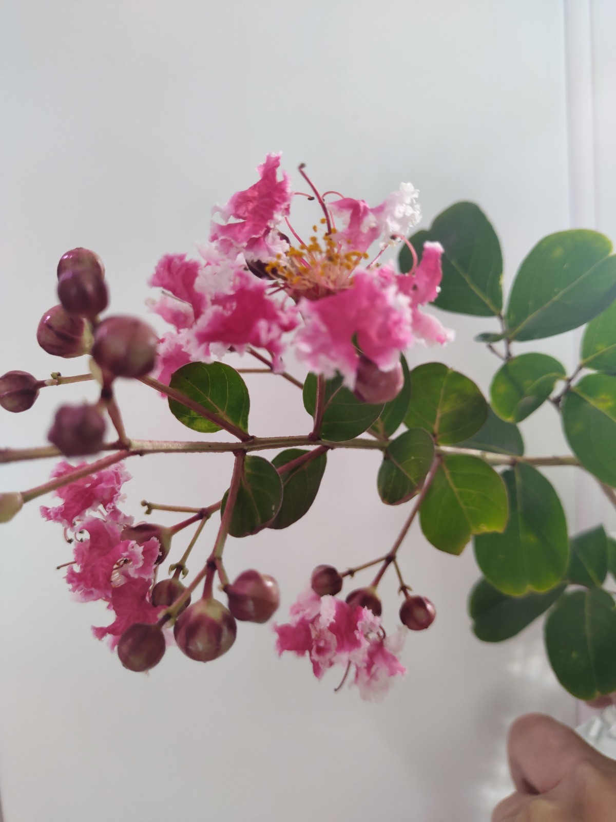 Queens Lace Crepe Myrtle Rare Variegated Dark Pink & White… 5 FRESH CUTTINGS