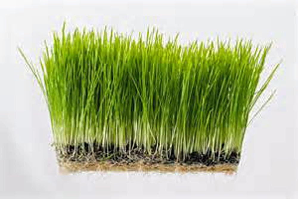 6 OZ Non-GMO Wheatgrass & Microgreens Seeds for Indoor & Outdoor Growing
