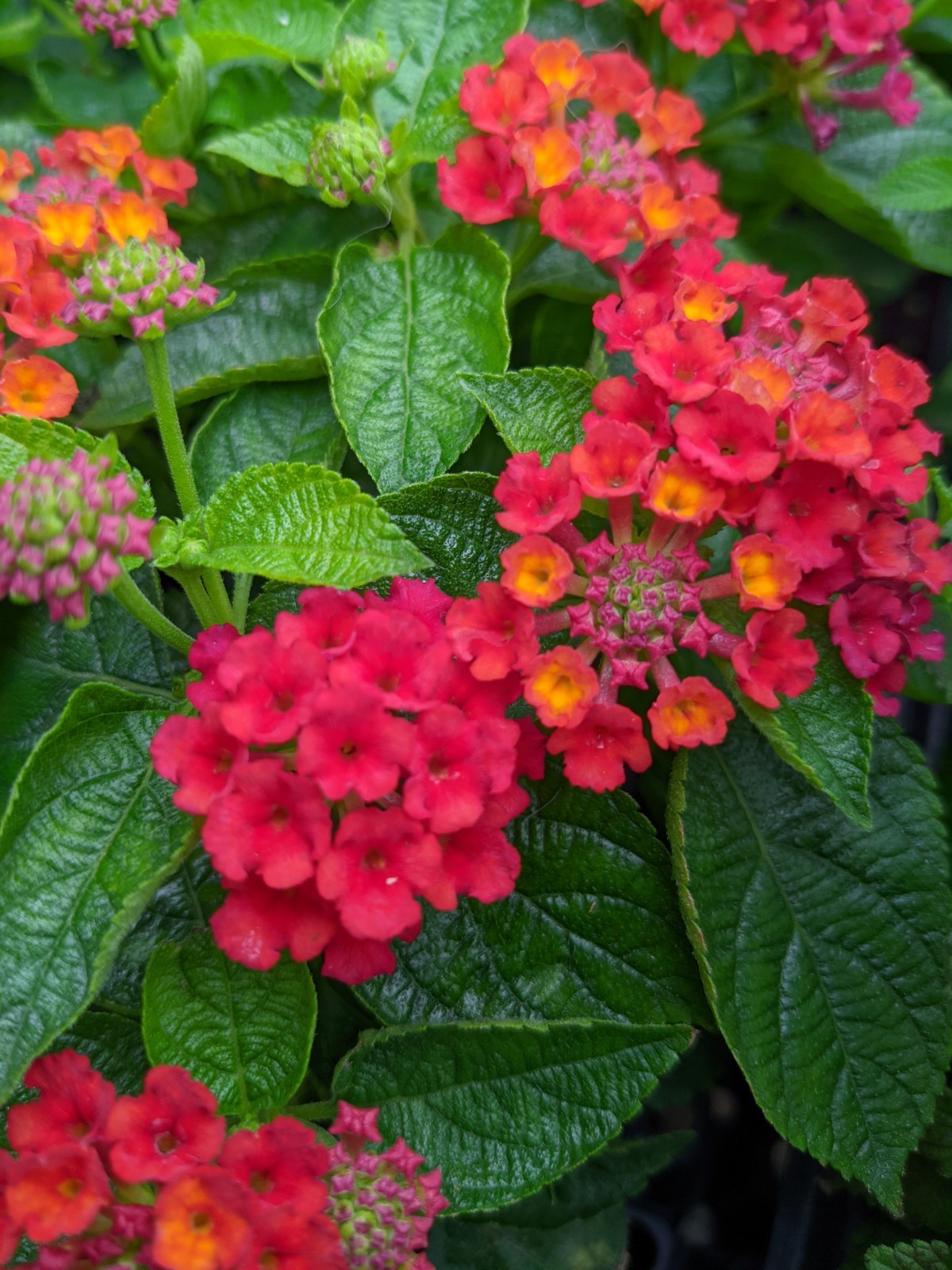 ‘Lantana Craze’ Combo Live Annual Starter Plants/Plugs, 4 “babies”, 4 Varieties