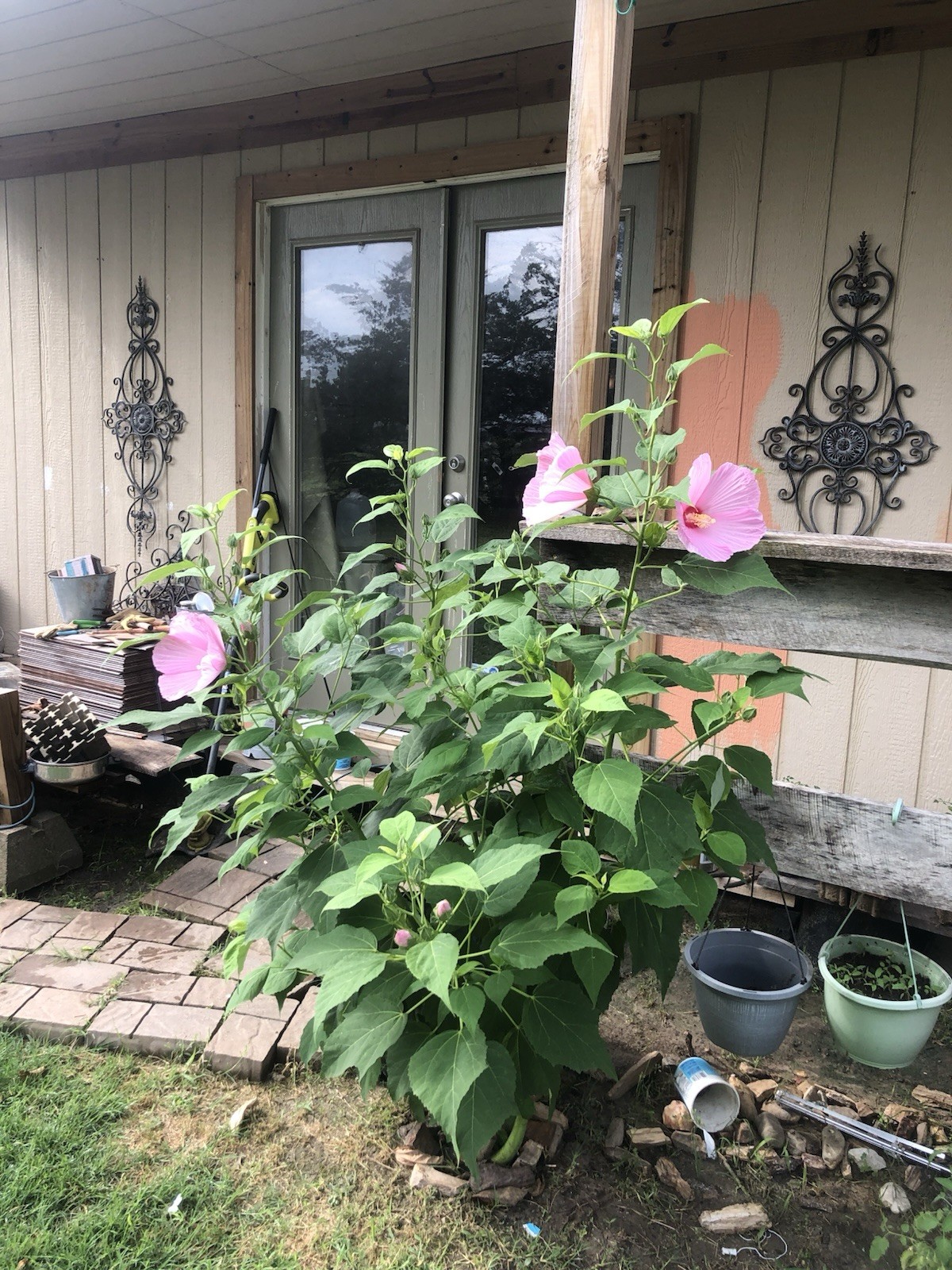 Hibiscus Moscheutos Rose Mallow 40 Pink Crimson Eye seeds Free US shipping!